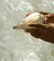 Conch Offering