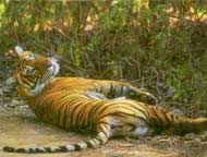 Royal Bengel Tiger